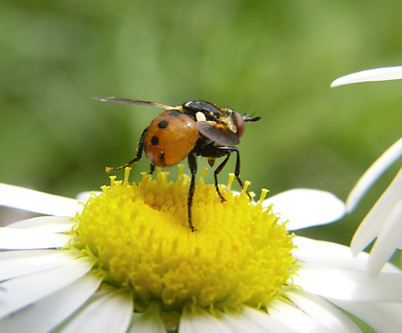 Tachinidae, Gymnosoma sp